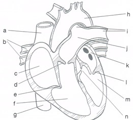 The heart is a mostly hollow, muscular organ composed of cardiac muscles a. ACE Exercise Science Test - ProProfs Quiz